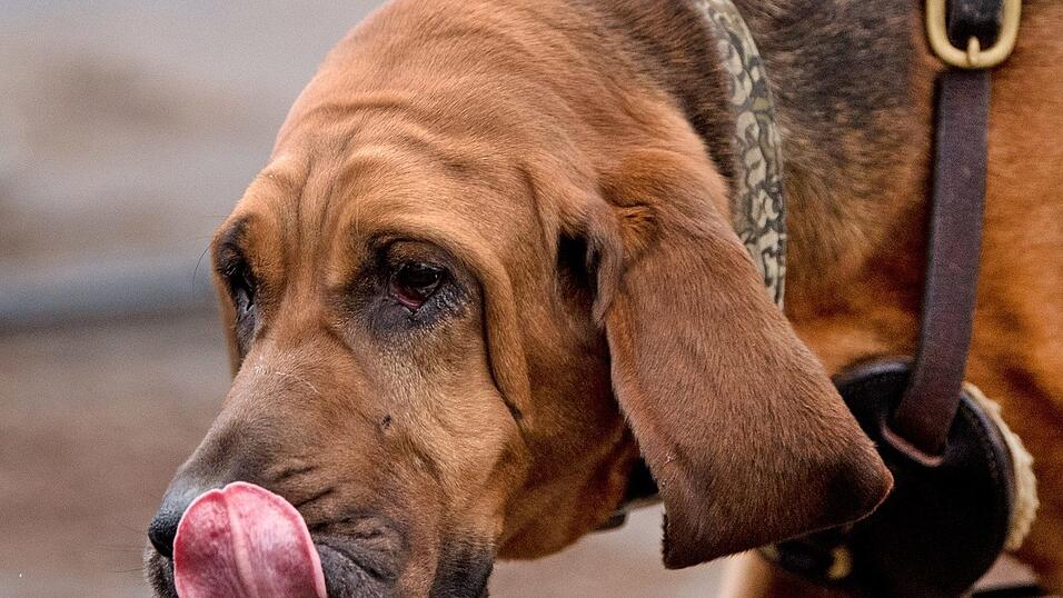Im Landkreis Landshut wurde der Aujeszky-Virus festgestellt. Im Landkreis Landshut wurde der Aujeszky-Virus festgestellt.