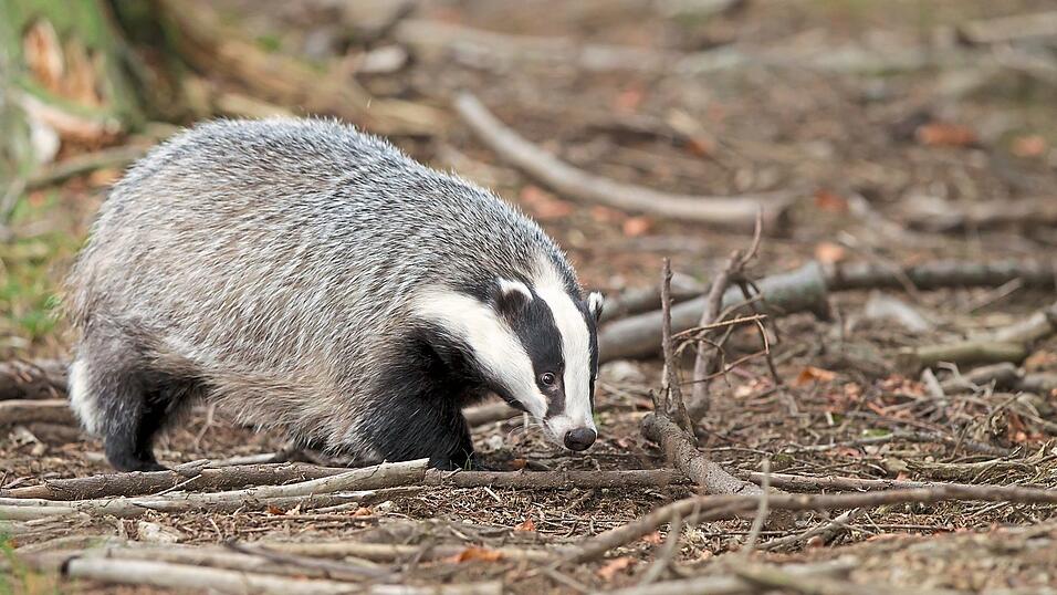 Nachtaktiv und tagsüber kaum zu entdecken - der Dachs.