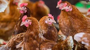 Die Vogelgrippe, auch Geflügelpest genannt, ist eine bei vielen Vogel- und Geflügelarten häufig tödlich verlaufende Infektionskrankheit. (Symbolbild)