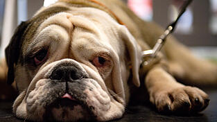 Bei dem Hund, der die Joggerin gebissen hat, soll es sich laut Polizei vermutlich um eine Englische Bulldogge handeln. (Symbolbild)