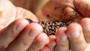 Die Preise f&uuml;r das zum Brauen ben&ouml;tigte Malz sind nur einer von vielen Faktoren, die den Brauern momentan zu Schaffen machen. (Symbolbild)