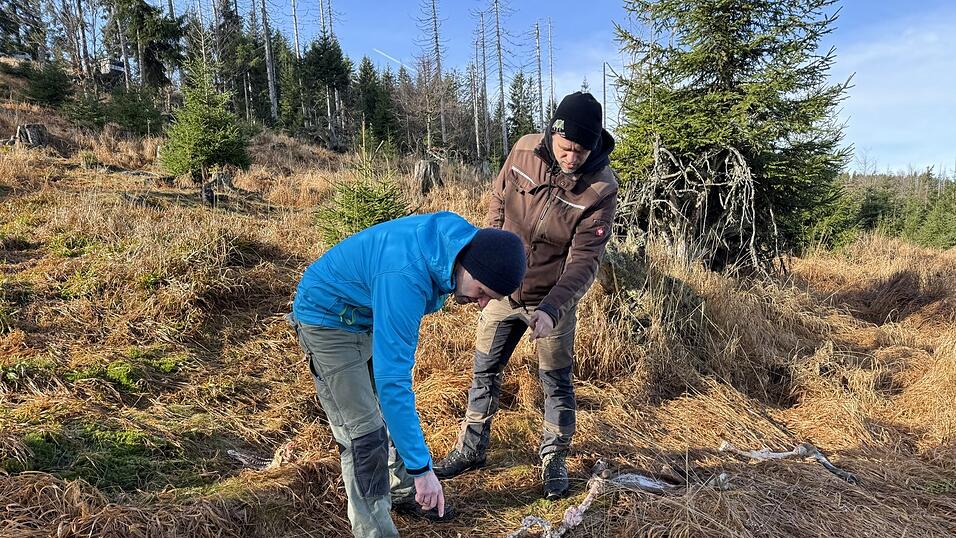 Wölfe ziehen den Kadaver vom Luderplatz weg, denn sie erkennen die Infrarotkamera und möchten ihre Ruhe beim Fressen. Wölfe ziehen den Kadaver vom Luderplatz weg, denn sie erkennen die Infrarotkamera und möchten ihre Ruhe beim Fressen.