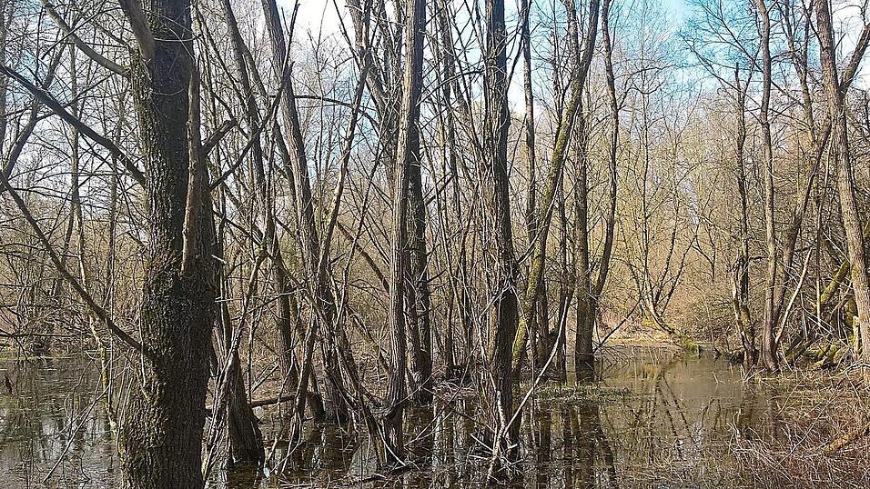 Das Gebiet ist durch ein Mosaik aus Wald, Wasser und Offenlandflächen gekennzeichnet. Das Gebiet ist durch ein Mosaik aus Wald, Wasser und Offenlandflächen gekennzeichnet.