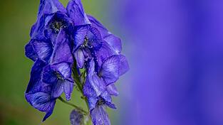 Der Blaue Eisenhut gehört wegen des Stoffs Aconitin zu den giftigsten Pflanzen Europas. (Archivbild)