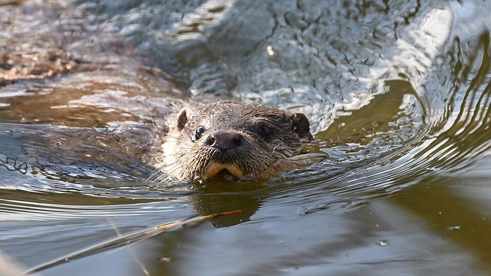 Kleines Tier - gro&szlig;e Aufregung: Fischotter sorgen f&uuml;r Streit.