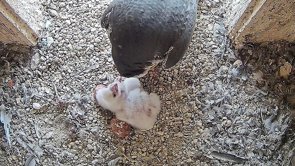 Nur zwei Wanderfalken-K&uuml;ken sind im Rathausturm geschl&uuml;pft, die sich der ganzen F&uuml;rsorge ihrer Altv&ouml;gel sicher sein d&uuml;rfen.
