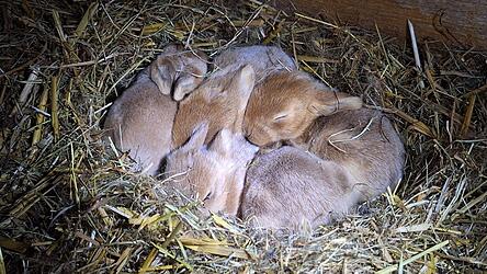 Mini-Osterhasen in Straubing-Kay: Die Zwergkaninchen kuscheln im warmen Stroh.