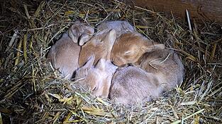 Mini-Osterhasen in Straubing-Kay: Die Zwergkaninchen kuscheln im warmen Stroh.