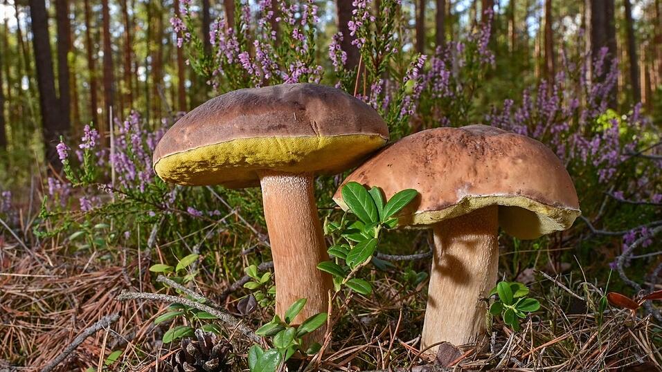 Zwei Steinpilze wachen in einem Wald. Zwei Steinpilze wachen in einem Wald.