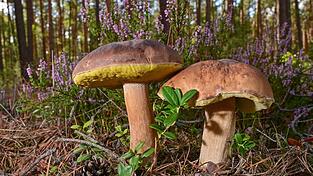 Zwei Steinpilze wachen in einem Wald.