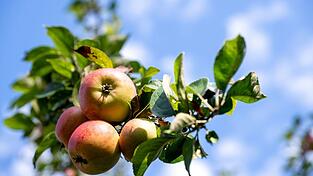 Fr&auml;nkische &Auml;pfel sind nach Angaben der Obstbauern in diesem Jahr von sch&ouml;ner Farbe. Doch die Erntemenge ist mager. (Symbolbild)