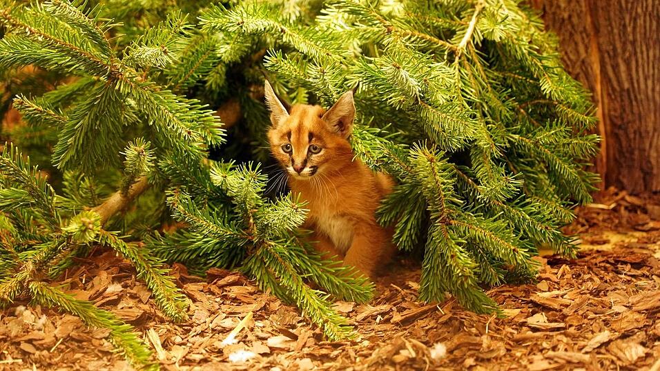 Das Karakal-Jungtier Karlos kam im November zur Welt. (Handout) Das Karakal-Jungtier Karlos kam im November zur Welt. (Handout)