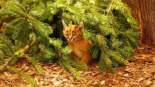 Das Karakal-Jungtier Karlos kam im November zur Welt. (Handout) Das Karakal-Jungtier Karlos kam im November zur Welt. (Handout)