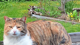 Das ist der seit März vermisste Kater Bobby von Barbara Wagner.
