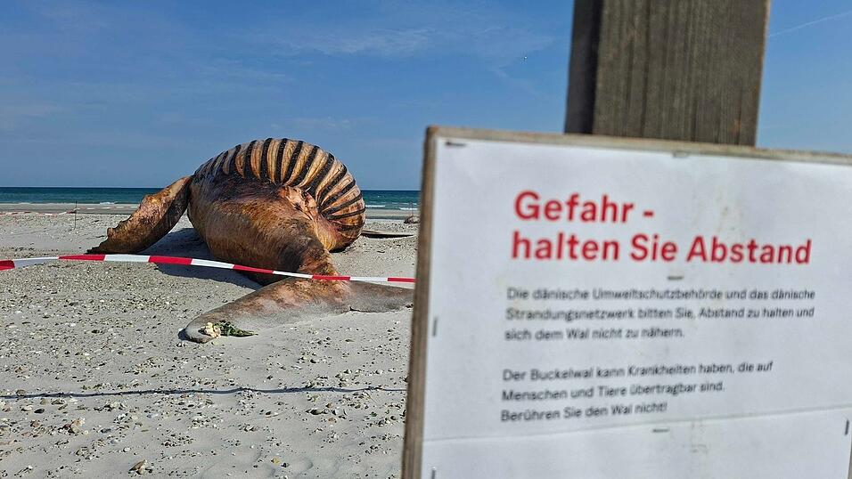 Neugierige dürfen bei der Obduktion des Buckelwals dabei sein - aber nur mit Sicherheitsabstand. Neugierige dürfen bei der Obduktion des Buckelwals dabei sein - aber nur mit Sicherheitsabstand.