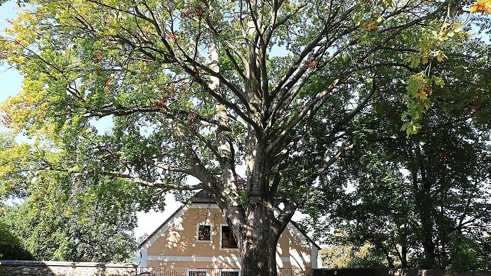 Ein Baumgigant: Die Buche ist mindestens 200 Jahre alt, vermutlich sogar deutlich älter. Nun muss sie gefällt werden. Ein Baumgigant: Die Buche ist mindestens 200 Jahre alt, vermutlich sogar deutlich älter. Nun muss sie gefällt werden.