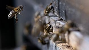 Honigbienen fliegen in der Innenstadt einen Bienenstock an.