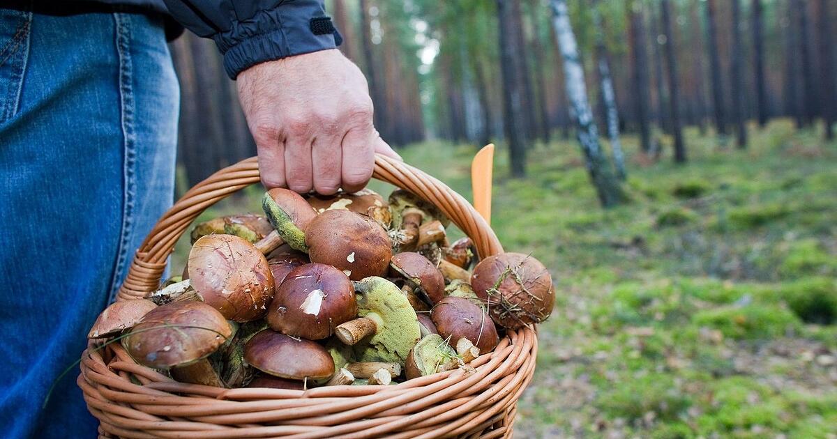 Regen gibt Schwammerlsuchern in Bayern Hoffnung