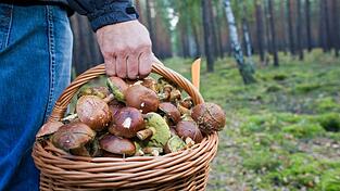 Die bisherige Pilzsaison fiel schwierig aus, das k&ouml;nnte sich aber noch &auml;ndern. (Archivbild)