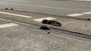 Durch die Hitze l&ouml;ste sich an vielen Orten die F&uuml;llmasse an den Stra&szlig;enbahnschienen.