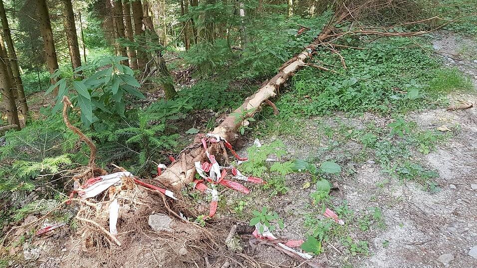 Auch mit Bäumen versuchte man, die Autofahrer davon abzuhalten, auf dem Europaradweg zu fahren. Auch mit Bäumen versuchte man, die Autofahrer davon abzuhalten, auf dem Europaradweg zu fahren.