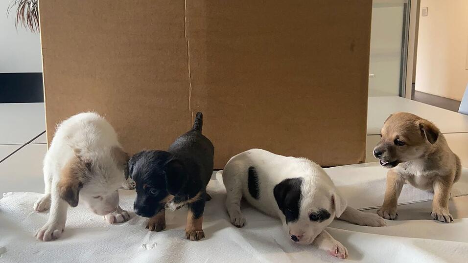 Die Welpen posieren für ein Foto von der Polizei. Die Welpen posieren für ein Foto von der Polizei.