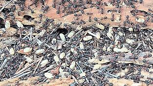 So ein Umzug ist Aufregung pur: Die Arbeiterinnen wollen vor allem die Eier sch&uuml;tzen und sie in Sicherheit bringen.