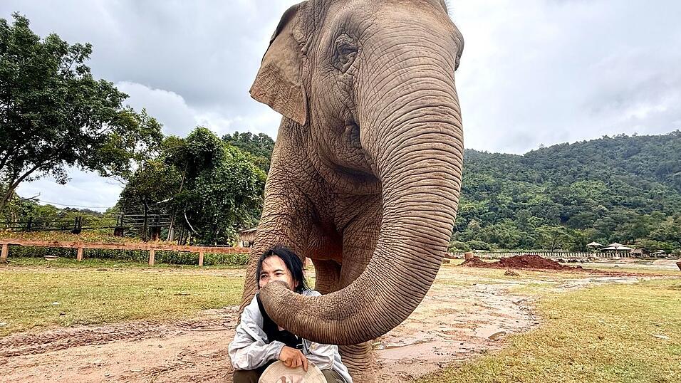 Mit ihren Rüsseln scheinen die Elefanten ihre Retterin zärtlich zu streicheln. Mit ihren Rüsseln scheinen die Elefanten ihre Retterin zärtlich zu streicheln.