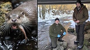 Der Fischotter dezimiert die Fischbestände. BFV-Vorsitzender Stefan Plendl (knieend) sagt: „Der Fischerei entsteht ein enormer Schaden.“ Der Fischotter dezimiert die Fischbestände. BFV-Vorsitzender Stefan Plendl (knieend) sagt: „Der Fischerei entsteht ein enormer Schaden.“