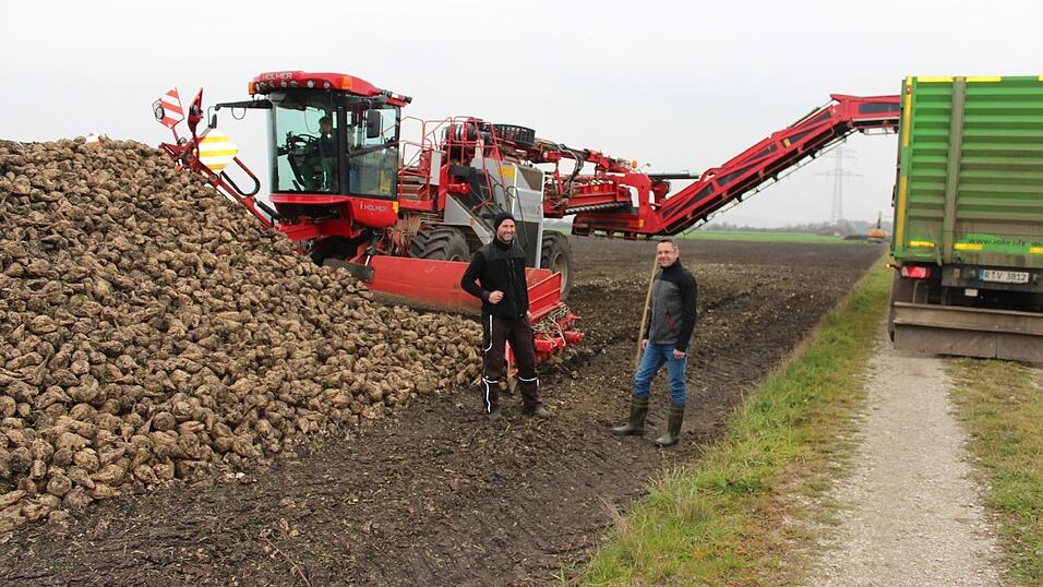 Mit dieser Maschine werden die Zuckerr&uuml;ben auf einen bereitstehenden Lastwagen verladen. Die Verlademaus hat Arme wie ein Krebs, die den Zuckerr&uuml;benwall umschlie&szlig;en. Die R&uuml;ben verschwinden in ihrem Bauch, werden gereinigt und per F&ouml;rderband auf den LKW verladen.