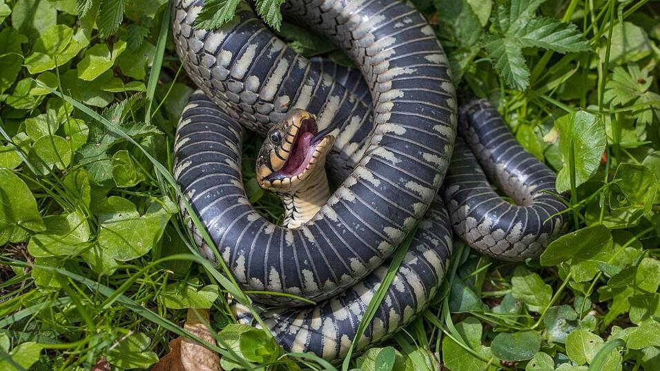 Die Ringelnatter oder auch Natrix natrix, wie sie in der Fachsprache hei&szlig;t. Sie lebt meist in der N&auml;he von Gew&auml;ssern und ern&auml;hrt sich &uuml;berwiegend von Amphibien wie Kr&ouml;ten oder Fr&ouml;schen. Auch die Ringelnatter ist ungiftig und f&uuml;r Menschen daher vollkommen ungef&auml;hrlich. Ringelnatterm&auml;nnchen erreichen in Deutschland durchschnittlich Gesamtl&auml;ngen um 75 Zentimeter, Weibchen sind mit 85 bis 152 Zentimetern deutlich l&auml;nger. L&auml;ngen von mehr als 110 Zentimetern werden von den Weibchen allerdings nur sehr selten erreicht. Am Hinterkopf befinden sich zwei gelbe bis orangefarbene, halbmondf&ouml;rmige Flecken. Auf der meist grauen, teilweise auch br&auml;unlichen oder gr&uuml;nlichen Oberseite befinden sich oftmals vier bis sechs Reihen kleiner schwarzer Flecken.