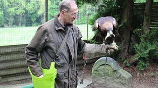 Falkner Willi Burkhardt mit seinem Steinadler Zare Falkner Willi Burkhardt mit seinem Steinadler Zare