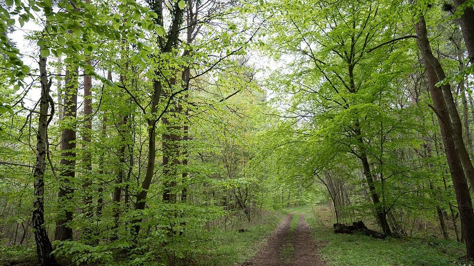 Blick auf einen Waldweg. Die Eittinger Jagdgenossen wollen auch heuer wieder den Jagdpachtschilling f&uuml;r den Wegebau verwenden.