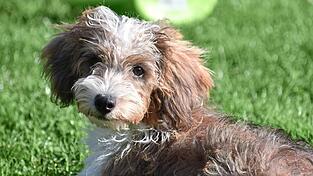 Den Umgang mit Hunden in der Öffentlichkeit regelt eine neue Gemeindeverordnung. Den Umgang mit Hunden in der Öffentlichkeit regelt eine neue Gemeindeverordnung.