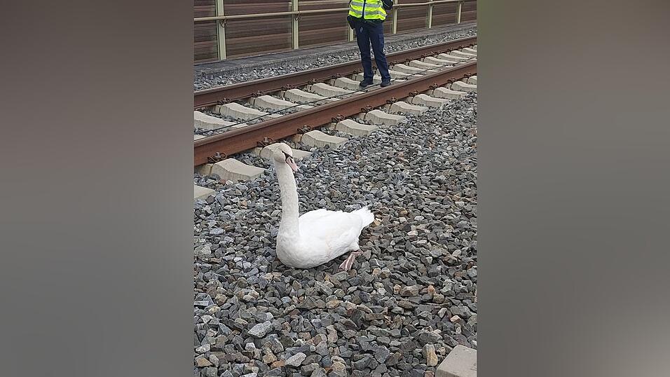 Der Schwan sitzt im Gleisbereich einer ICE-Strecke. Der Schwan sitzt im Gleisbereich einer ICE-Strecke.