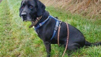 Rocky wohnte wie Jacky wegen der Umbauarbeiten übergangsweise im Regensburger Tierheim. Der Umzug brachte beiden Glück: Sie wurden vermittelt. Rocky wohnte wie Jacky wegen der Umbauarbeiten übergangsweise im Regensburger Tierheim. Der Umzug brachte beiden Glück: Sie wurden vermittelt.