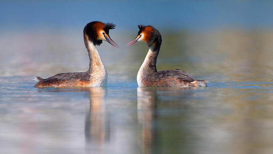 Das Schimpfwort 'Haumdaucha' kommt vom Vogel Haubentaucher, der auch bei uns in der Region heimisch ist. (Symbolbild) Das Schimpfwort 'Haumdaucha' kommt vom Vogel Haubentaucher, der auch bei uns in der Region heimisch ist. (Symbolbild)