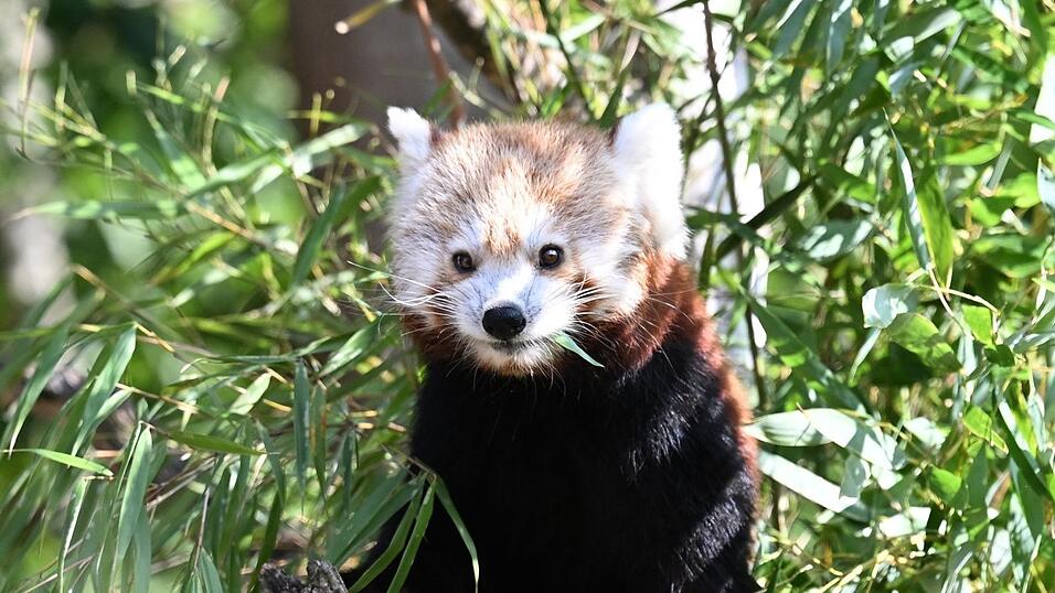 Die Kleinen Pandas fressen gerne Bambus.