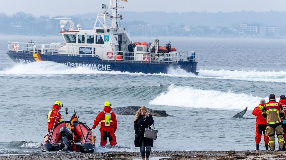 Die Rettung des gro&szlig;en Wals ist laut Experten nicht leicht - es k&ouml;nne auch sein, dass das Tier danach gleich wieder strande oder verende.