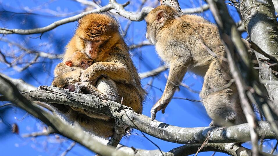 Der Affenberg feiert in diesem Jahr sein 50-j&auml;hriges Bestehen. (Archivbild)