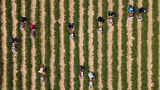 Erntehelfer pflücken auf einem Feld Erdbeeren.