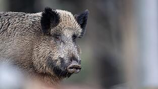 Zum Schutz der Wildtiere dürfen Besucher und Besucherinnen demnächst die Tier-Freigelände nicht mehr betreten. (Archivbild)