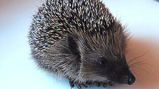 Herbert hat sich bereits gut gemausert und nimmt das tägliche Wiegen gelassen hin.