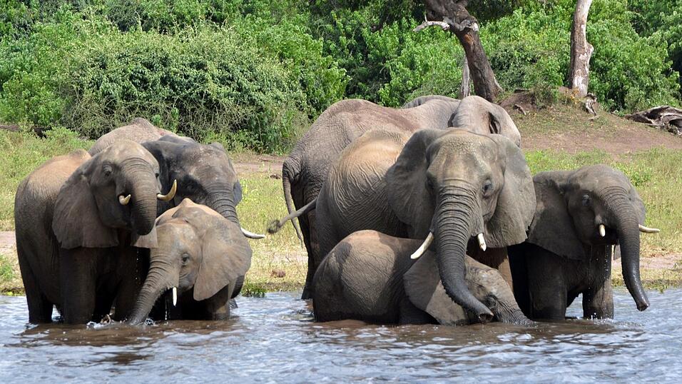 Elefanten im Chobe-Nationalpark in Botswana: Der Präsident des afrikanischen Landes will Deutschland 20.000 der Tiere schenken. Elefanten im Chobe-Nationalpark in Botswana: Der Präsident des afrikanischen Landes will Deutschland 20.000 der Tiere schenken.