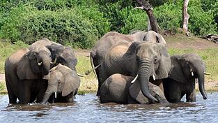 Elefanten im Chobe-Nationalpark in Botswana: Der Präsident des afrikanischen Landes will Deutschland 20.000 der Tiere schenken. Elefanten im Chobe-Nationalpark in Botswana: Der Präsident des afrikanischen Landes will Deutschland 20.000 der Tiere schenken.