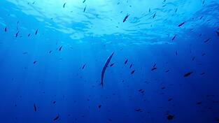 Bisher gibt es für die Hochsee keine einheitlichen Umweltregeln. (Symbolbild) Bisher gibt es für die Hochsee keine einheitlichen Umweltregeln. (Symbolbild)