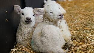 In Vilshofen sollen zwei Lämmer unerlaubt geschächtet worden sein. (Symbolbild) In Vilshofen sollen zwei Lämmer unerlaubt geschächtet worden sein. (Symbolbild)