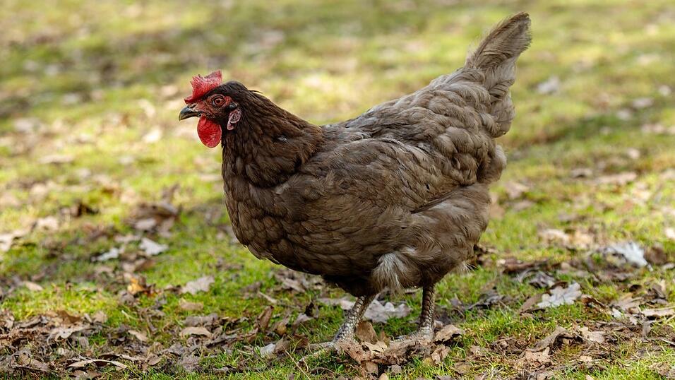 Freilaufende braune Henne in einem grasigen Bauernfeld: In den Landkreisen Erding und Mühldorf ist die Newcastle-Krankheit ausgebrochen. Freilaufende braune Henne in einem grasigen Bauernfeld: In den Landkreisen Erding und Mühldorf ist die Newcastle-Krankheit ausgebrochen.