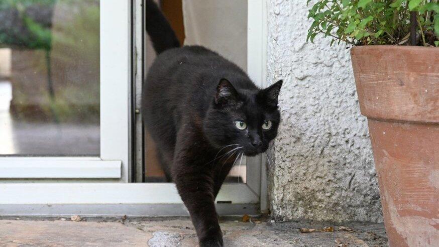 Ein schwarzer Kater wie dieser hat den Angriff des Nachbarhundes nicht überlebt. Ein schwarzer Kater wie dieser hat den Angriff des Nachbarhundes nicht überlebt.