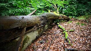 Wenn der deutsche Wald besser mit D&uuml;rre und steigenden Temperaturen zurechtkommt, kann er mehr CO2 speichern - was gut ist f&uuml;r das Klima. (Archivbild)